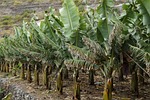 bananas, banana tree, banana plantation